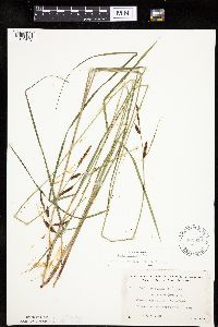 Carex haydenii image