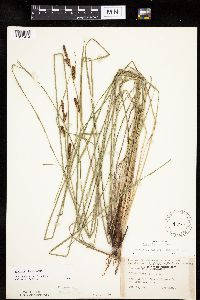 Carex haydenii image