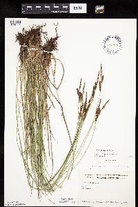Carex haydenii image