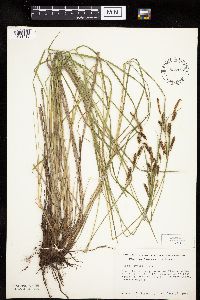 Carex haydenii image