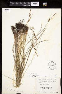 Carex haydenii image