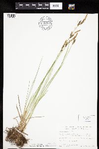 Carex haydenii image