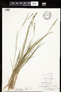 Carex haydenii image