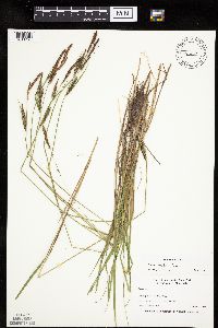 Carex haydenii image