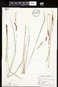 Carex haydenii image