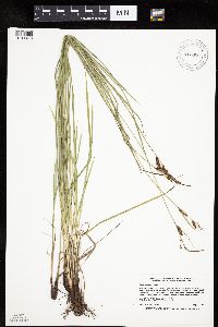 Carex haydenii image