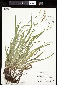 Carex hirtifolia image
