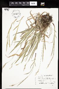 Carex hirtifolia image