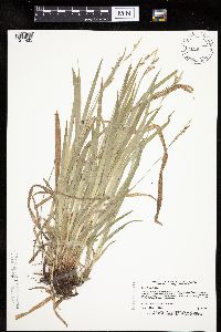 Carex hirtifolia image