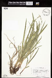 Carex hirtifolia image