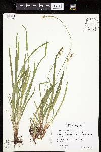 Carex hirtifolia image