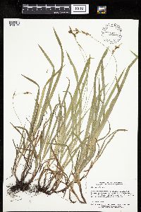 Carex hirtifolia image