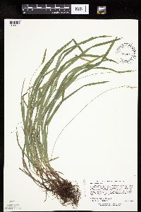 Carex hirtifolia image