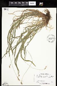 Carex hirtifolia image