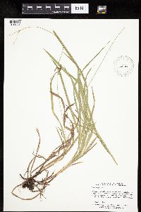 Carex hirtifolia image