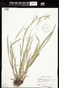 Carex hirtifolia image
