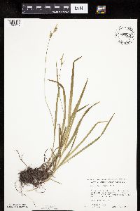 Carex hirtifolia image