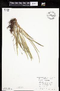 Carex hirtifolia image