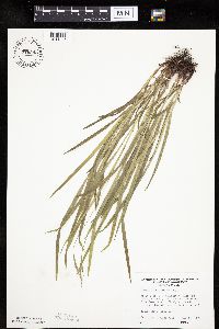 Carex hirtifolia image