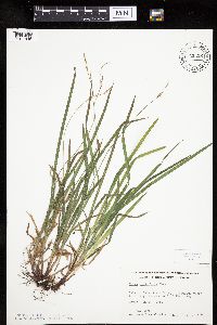 Carex hirtifolia image