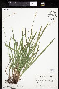 Carex hirtifolia image