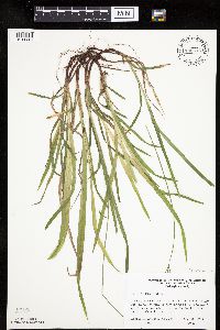 Carex hirtifolia image