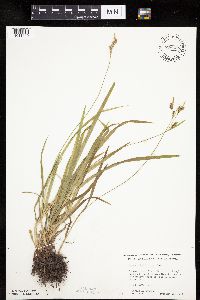 Carex hirtifolia image