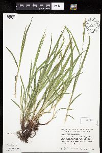 Carex hirtifolia image