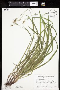 Carex hirtifolia image