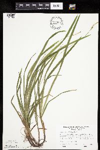 Carex hirtifolia image