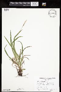 Carex hirtifolia image