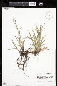 Carex hirtifolia image