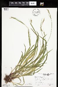 Carex hirtifolia image