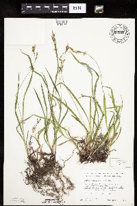 Carex hirtifolia image