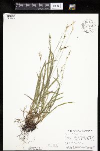 Carex hirtifolia image