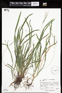 Carex hirtifolia image