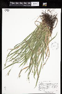 Carex hirtifolia image