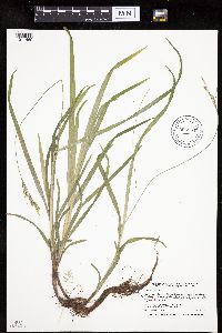 Carex hirtifolia image