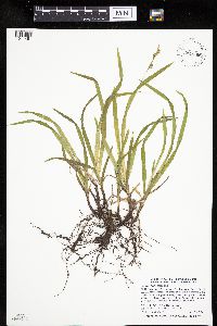 Carex hirtifolia image