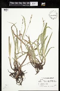 Carex hirtifolia image