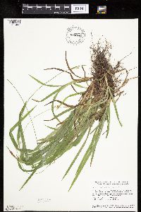 Carex hirtifolia image