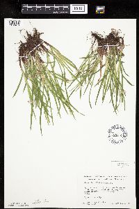 Carex hirtifolia image