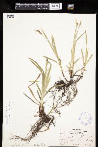 Carex hirtifolia image
