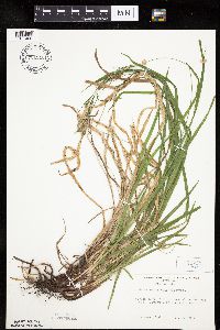 Carex hirtifolia image
