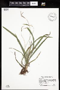 Carex hirtifolia image
