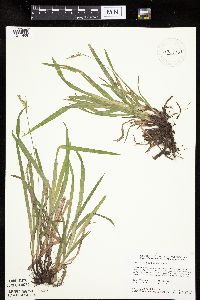 Carex hirtifolia image