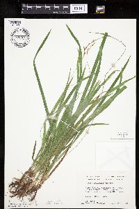 Carex hirtifolia image