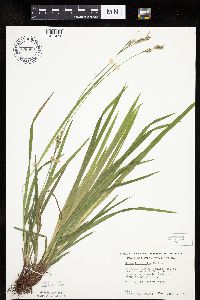 Carex hirtifolia image