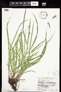 Carex hirtifolia image