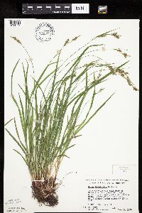 Carex hirtifolia image
